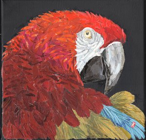 Red Macaw Parrot